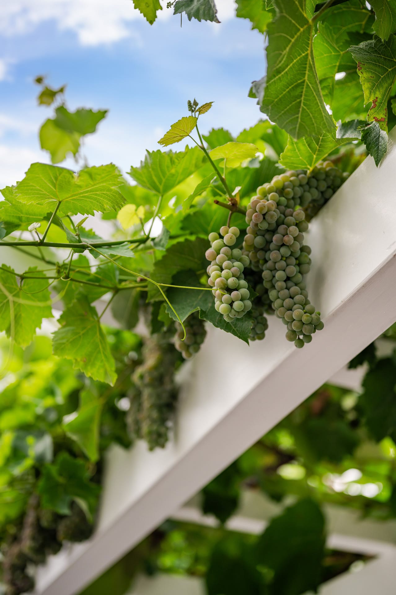 Detail: Weinranken an der Pergola – Foto: Viktor Gurov